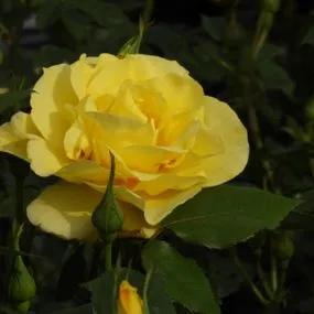 Korresia Floribunda Rose (Rosa Korresia) 1